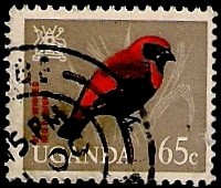 Pajaro
