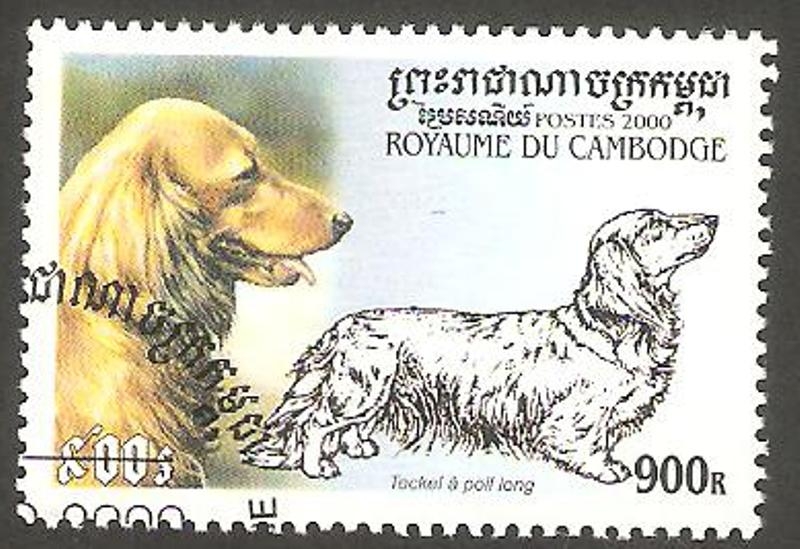 Perro de raza