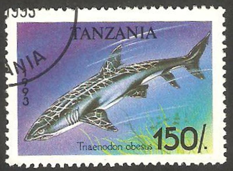  1433 - Tiburón