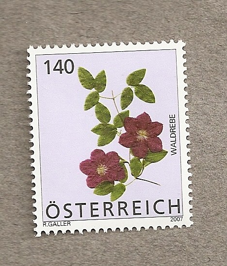 Flor género Clematis
