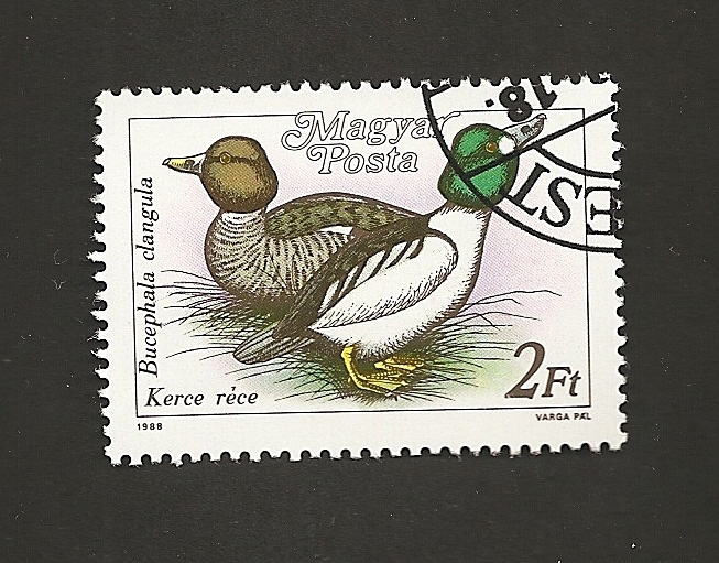 Pato, Bucephala clangula