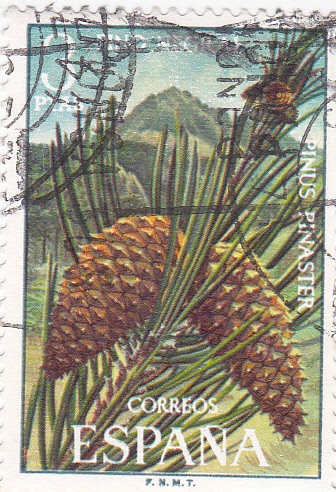 FLORA- Pino Negral     (Q)