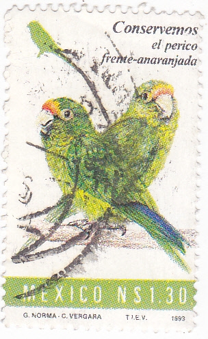 AVES-PERICO FRENTE ANARANJADA