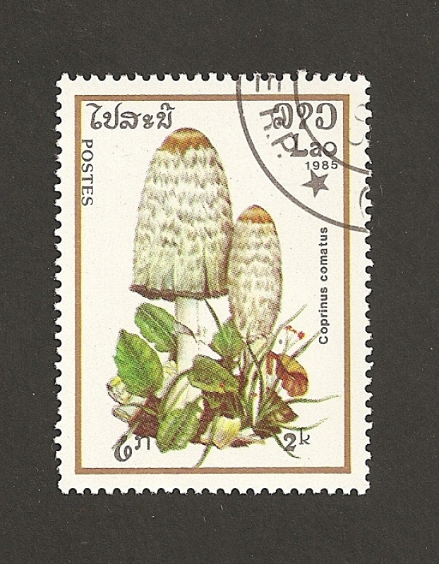 Cuprinus comatus