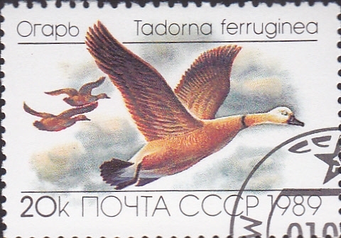 5643 - Pato tadorna ferruginea