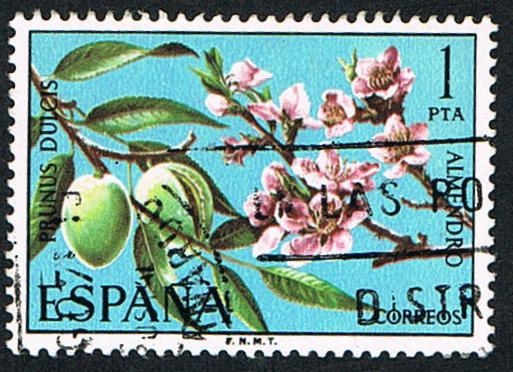 ALMENDRO-PRUNUS DULCI