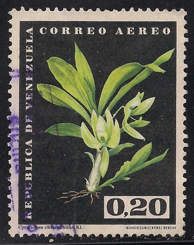 Cycnoches chlorochilon. (Aéreo)
