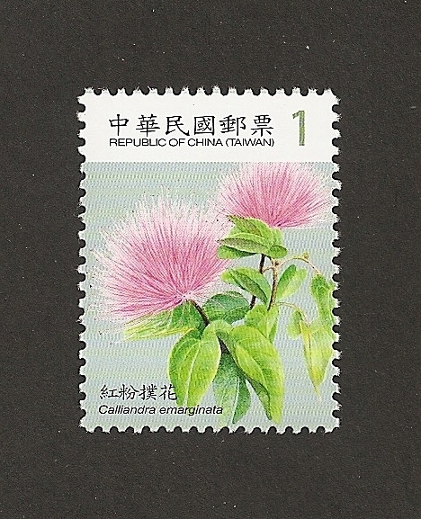 Calliandra