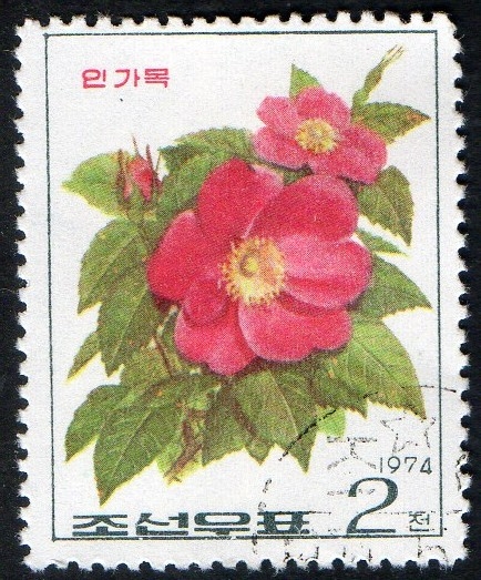 Roses.  