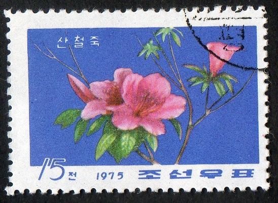 Rhodondendrons.  
