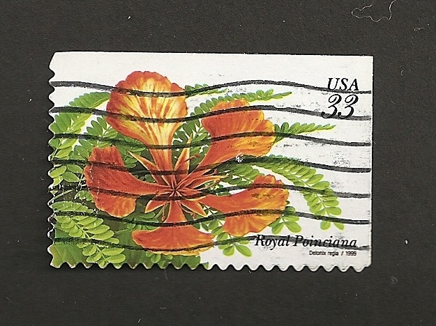 Poinciana real