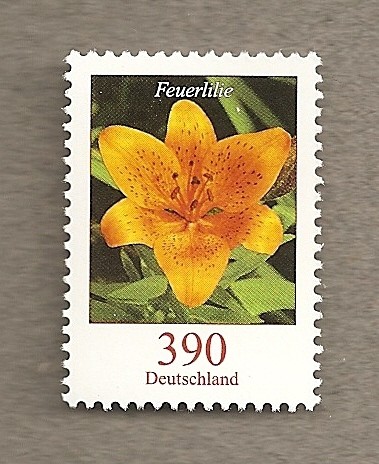 Lilium bulbiferum