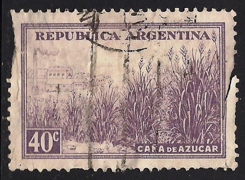 CAÑA DE AZUCAR.