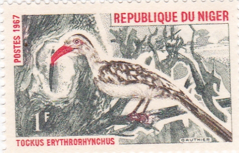 TOCKUS ERYTHRORHYNCHUS