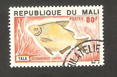 Pez citharinus latus