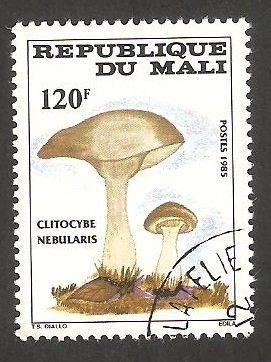 515 - Champinón