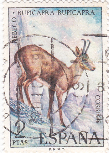 FAUNA IBERICA- REBECO      (W)