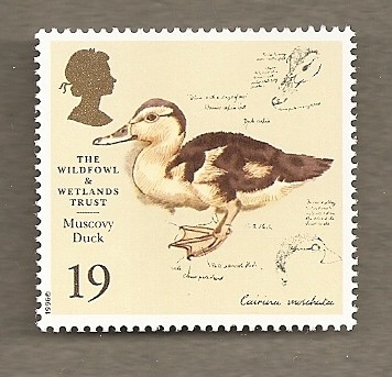 Aves