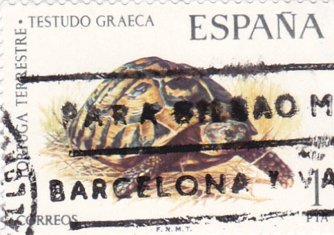Tortuga Terrestre-FAUNA HISPÁNICA  (y)