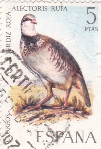 Perdiz Roja-FAUNA HISPÁNICA  (y)