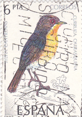 Curruca Carrasqueña      (y)