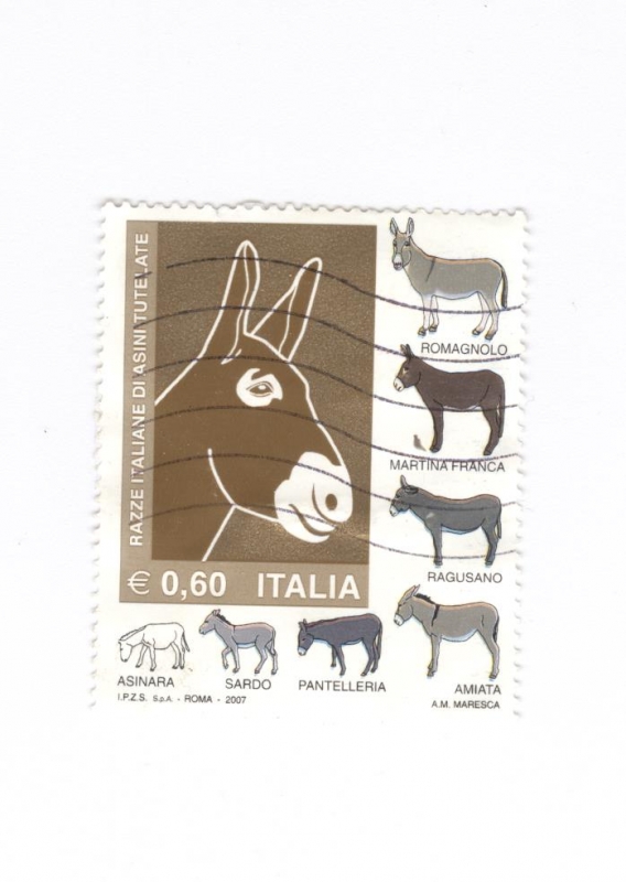 Raza italiana de asnos