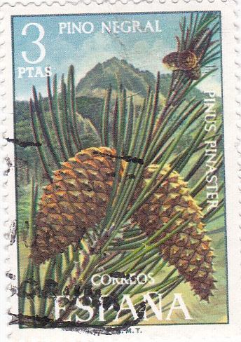 FLORA- Pino Negral  (y)