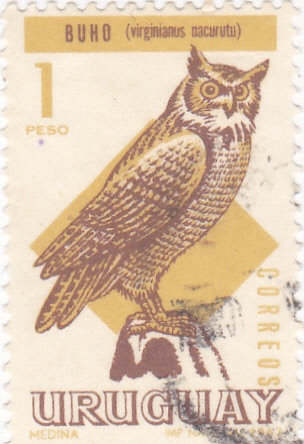 Buho (virginianus nacurutu)