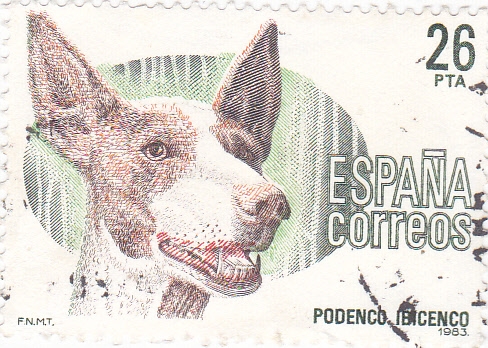 Podenco Ibérico  (Z)