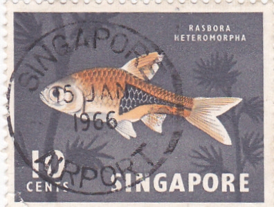 RASBORA KETEROMORPHA