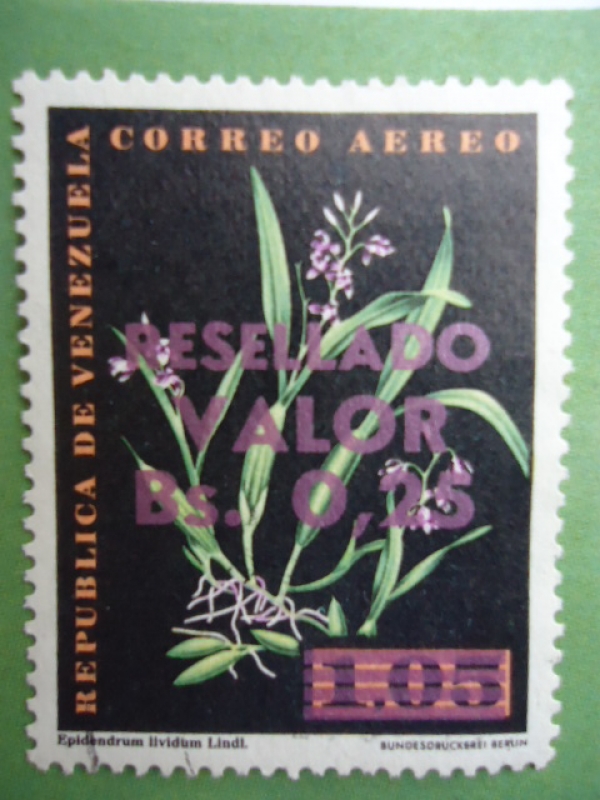 Orquídea - Epidendrum Liuvidum Lindi- Orquídea.