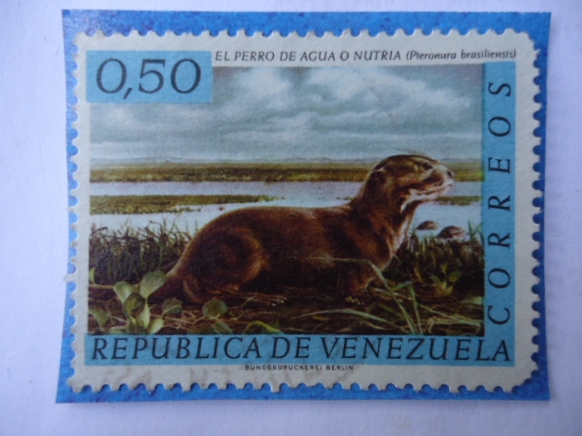 El Perro de Agua ó NUTRIA- Pteronura brasiliensis