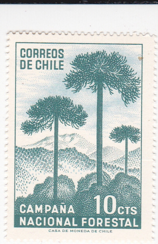 Campaña nacional forestal