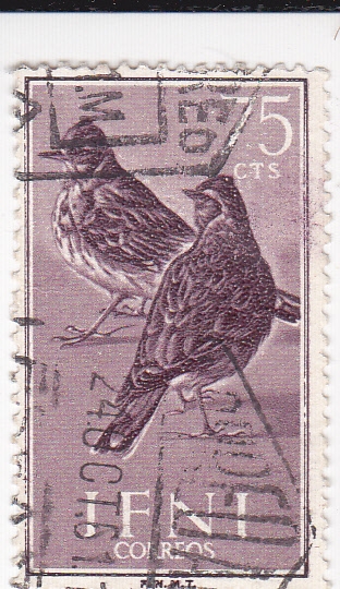 Aves- IFNI   