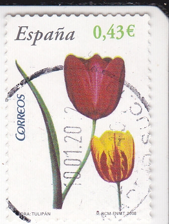 Flora-Tulipan  (3)