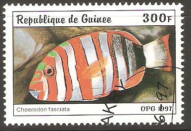 CHOERDON  FASCIATA