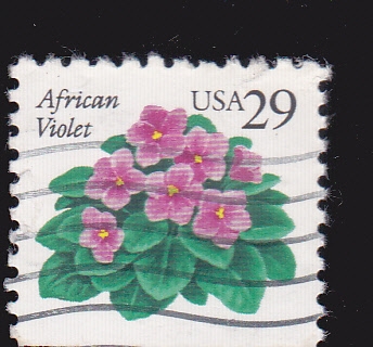 African Violet