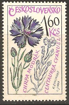 CENTAUREA   CYANUSL.  PLANTA   MEDICINAL  