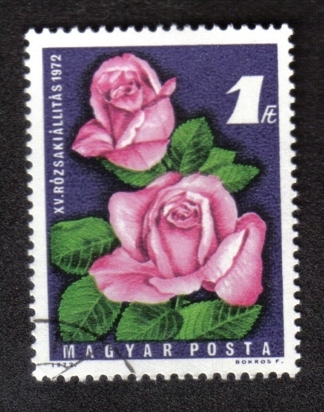 XV. Rose Show 1972