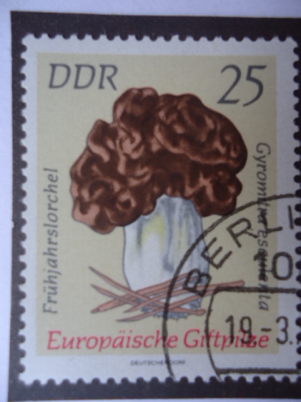 Frühjahrslorchel - DDR