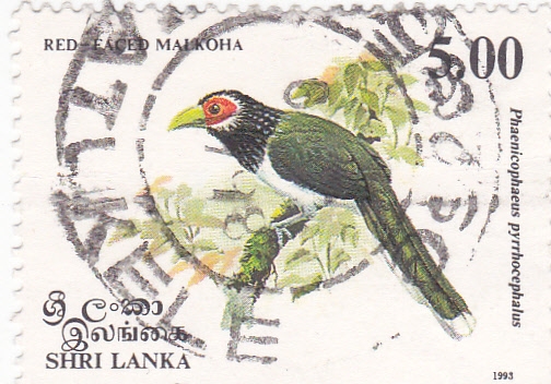 Red faced Malkoha
