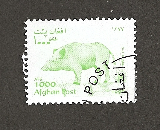 Sus scrofa