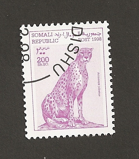 Acinonyx jubatus