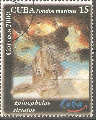 VIDA  MARINA.  EPINEPHELUS  STRIATUS.  