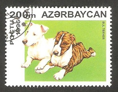 Perro de raza