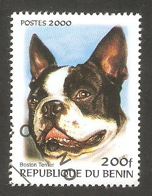 Perro de raza, Boston Terrier