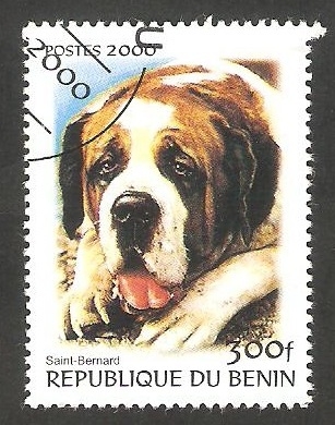Perro de raza, San Bernardo