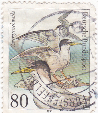 AVES