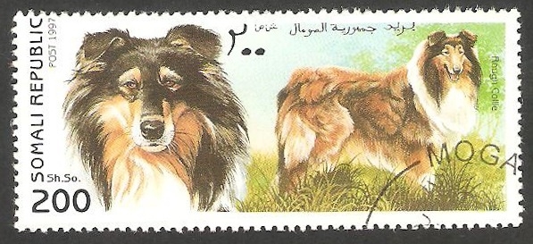 Perro de raza