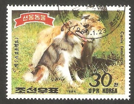 Perro de raza